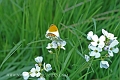 orange tip, butterfly, orange-1